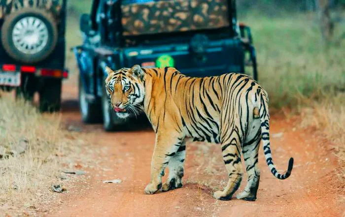 tadoba-to-nagpur-taxi