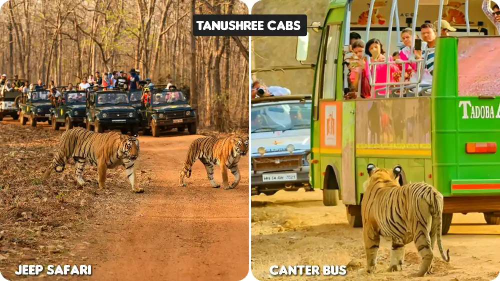 Tadoba-safai-jeep-canter