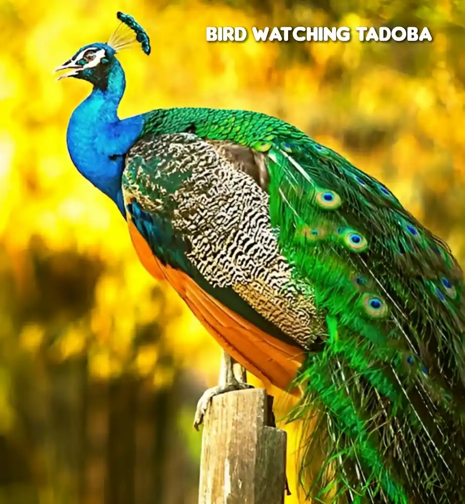 bird-watching-tadoba