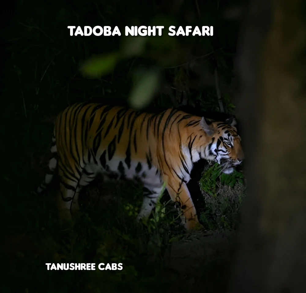 night-safari-tadoba