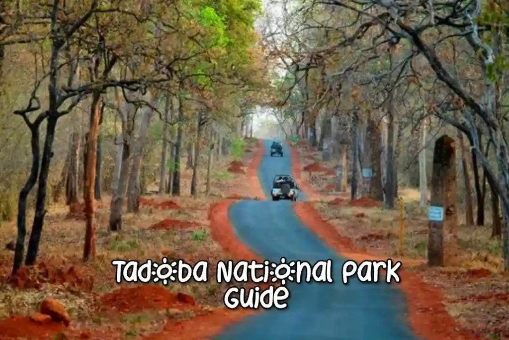 Tadoba National Park Guide