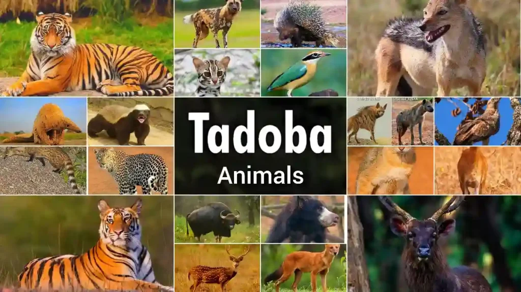 animals-in-tadoba