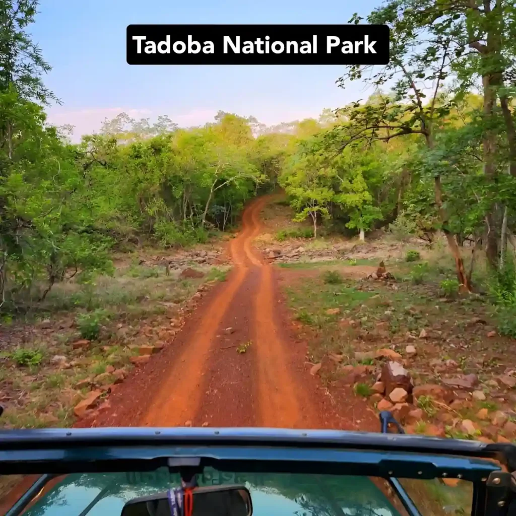 Tadoba National Park