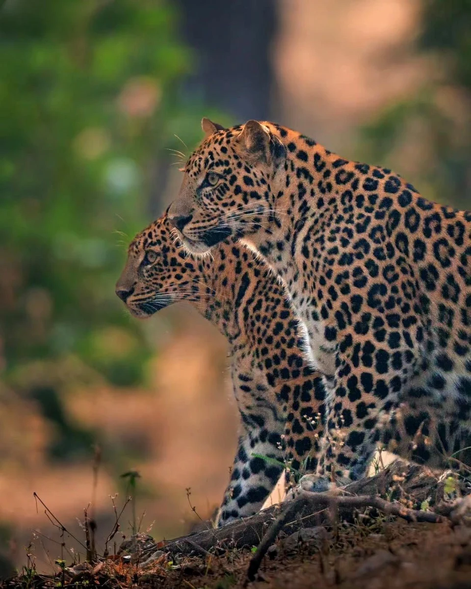 Pench National Park