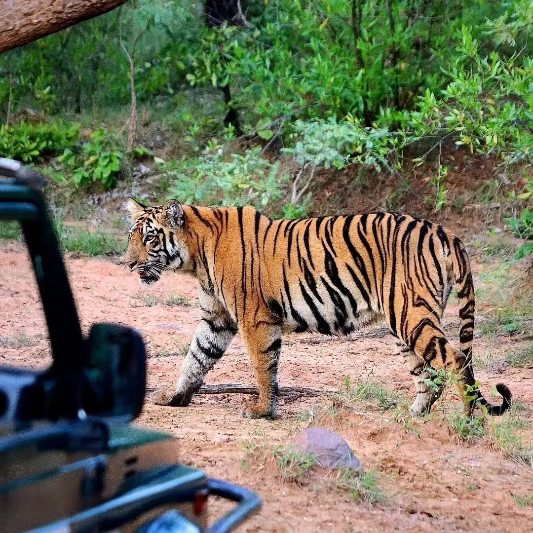 Tadoba Andhari Tiger Reserve