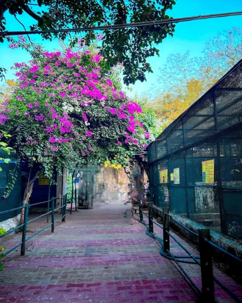 Kamla Nehru Zoological Garden, Kankaria Zoo