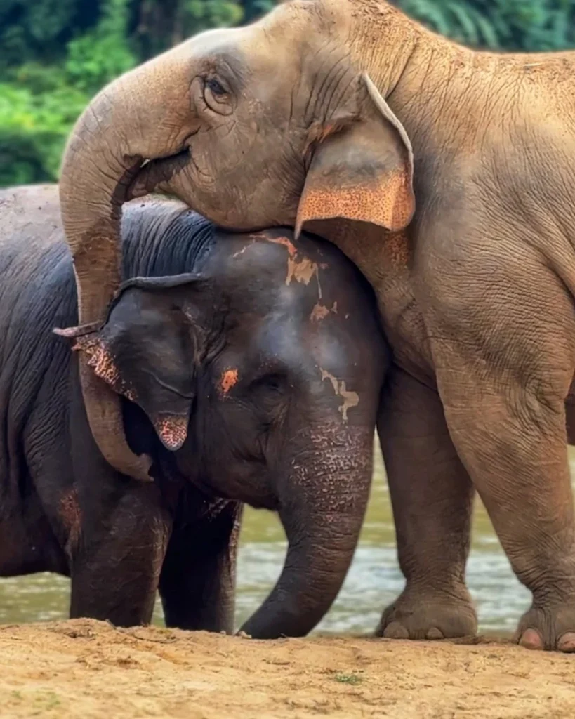 Elefanjoy Elephant Sanctuary